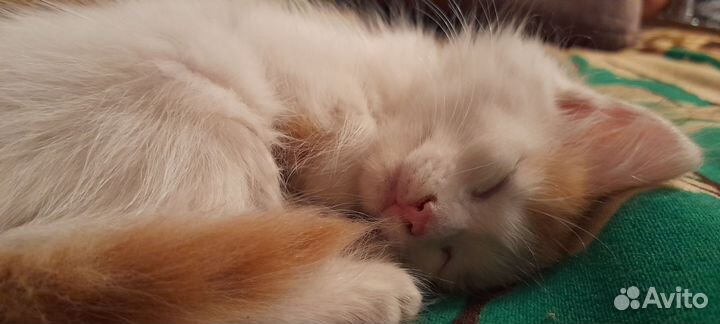 Коты в добрые руки бесплатно