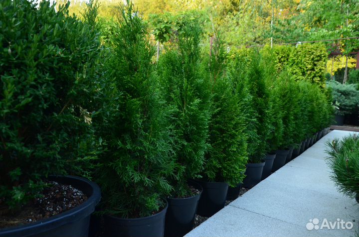 Туя западная смарагд высокая приживаемость