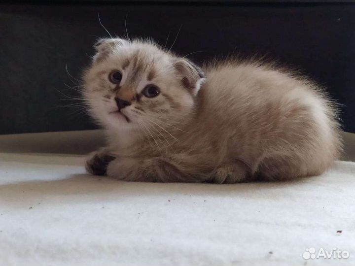 Шотландские кошки