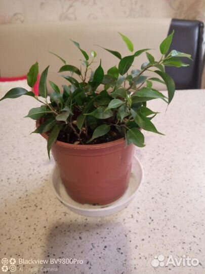 Фикус Бенжамина