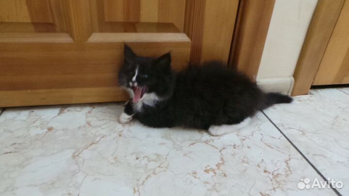 Самые лучшие котята