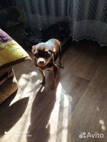 Мини той-терьер