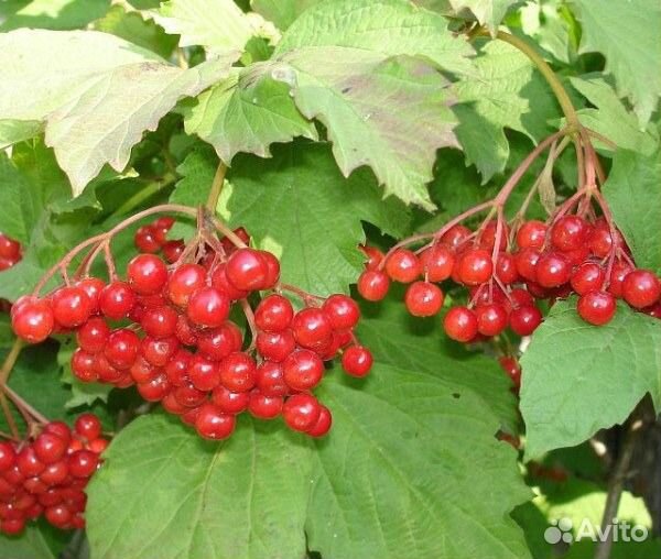 Калина съедобная лечебная. Зарница