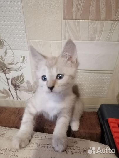 Котенок 1,5 месяца