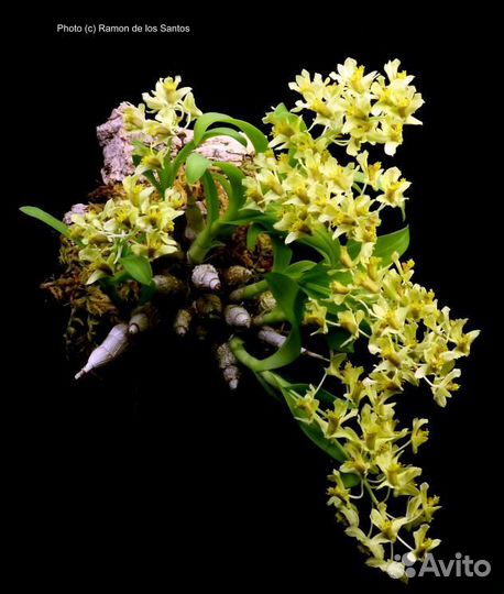 Орхидея. Дендробиум. Dendrobium delacourii