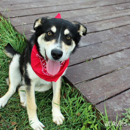 Метис Хаски Ванесса ищет дом