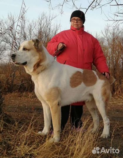 Вязка и продажа алиментных щенков