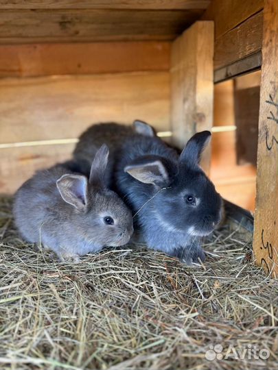 Кролики мясных пород великаны
