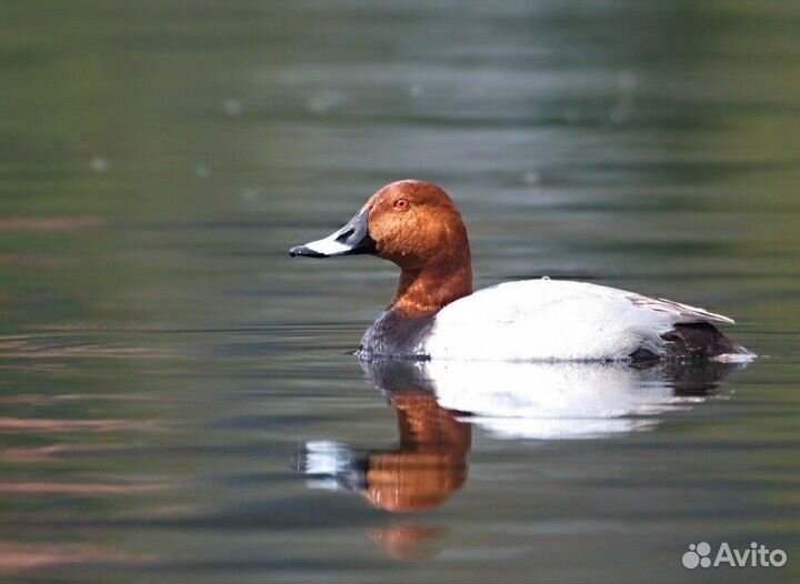 Дикие утки дичь