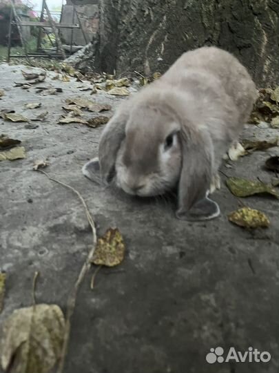 Продам кроликов