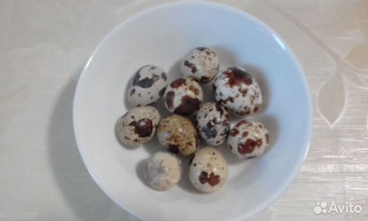 Перепелиные яйца