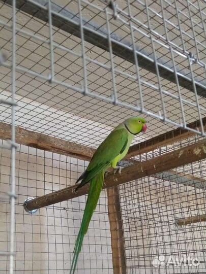 Ожереловый попугай