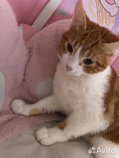 Рыжий котенок