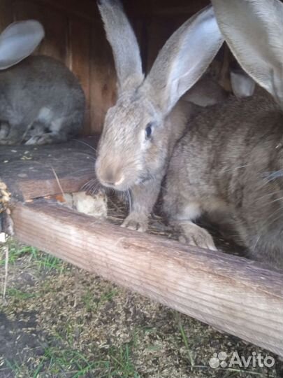 Кролик фландер