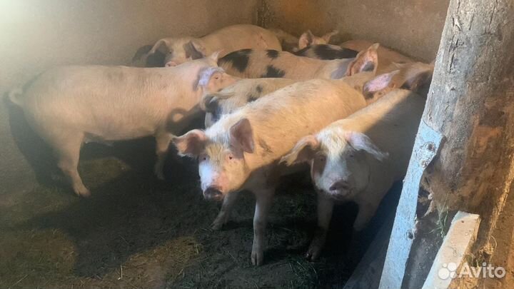 Поросята
