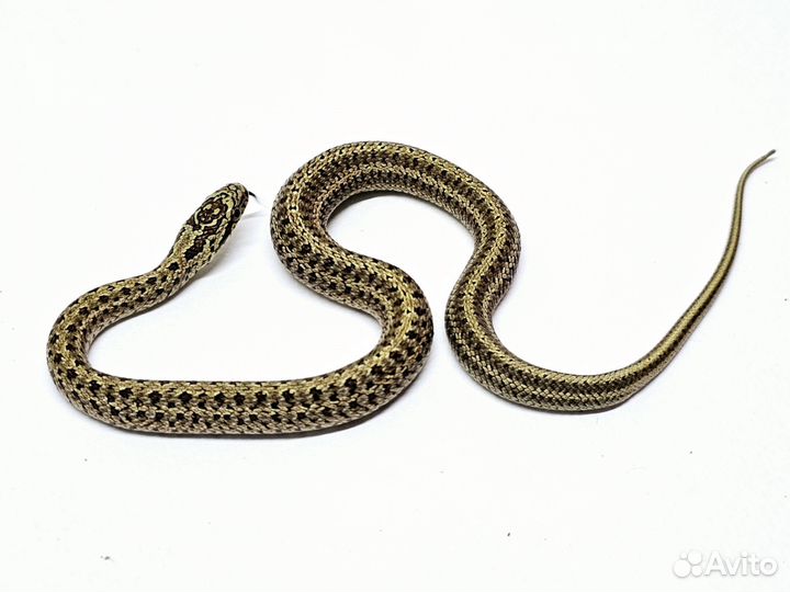 Узорчатый полоз