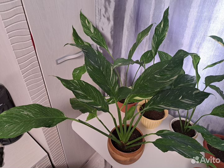 Спатифиллум домино и gemini