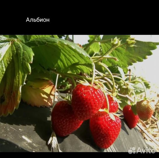 Рассада клубники