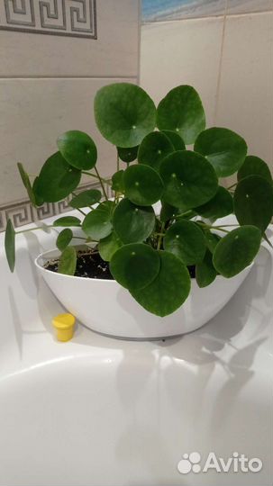 Пилея, пилея ливанская, гипоэстес