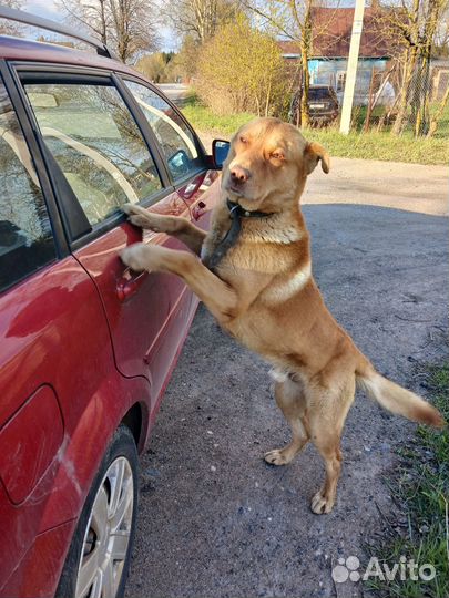 Собака в добрые руки