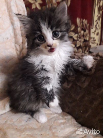 Котейка сибирская в дар