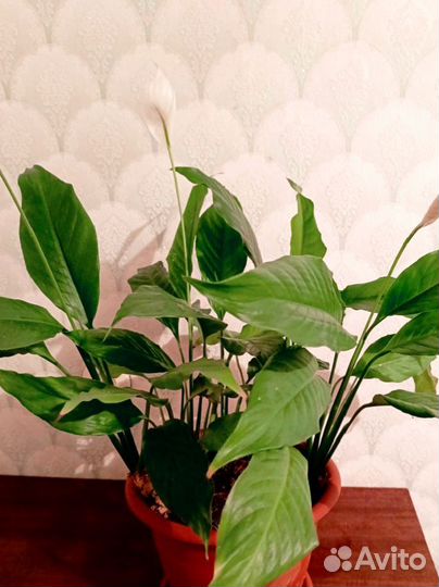 Спатифиллум