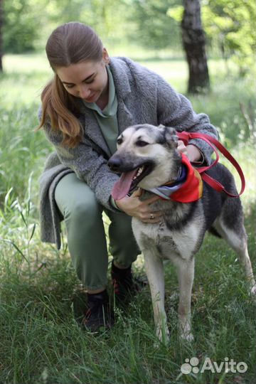 Молодая собачка Дженни ищет дом