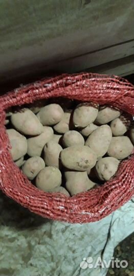 Продам картофель