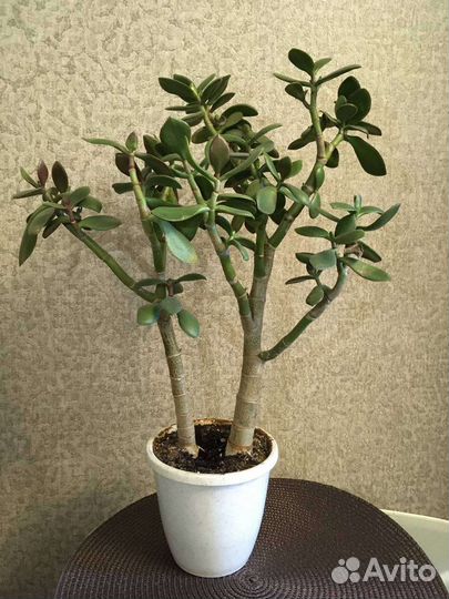 Толстянка - денежное дерево