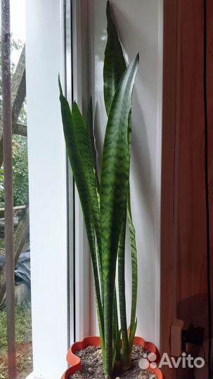 Сансевиерия зейланика