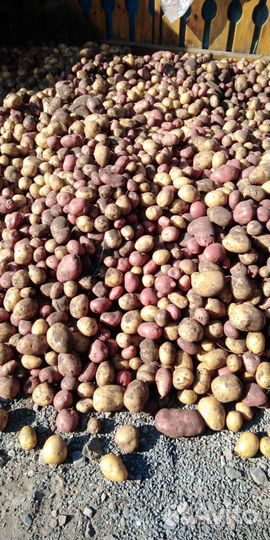 Продам картофель с доставкой