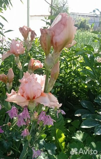 Ирисы сортовые