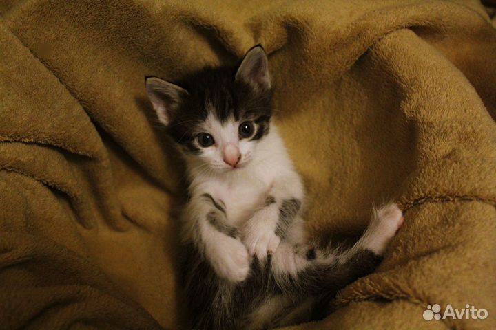 Котёнок с интересным окрасом