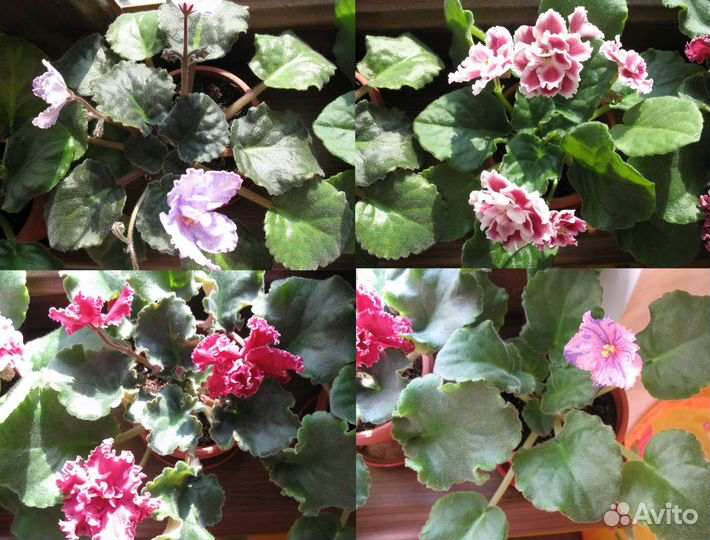 Сортовые фиалки