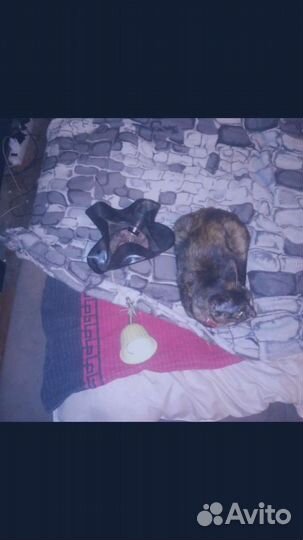 Кабель luystra iz vinila