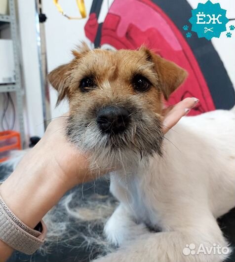 Тримминг собак: мытье и стрижка