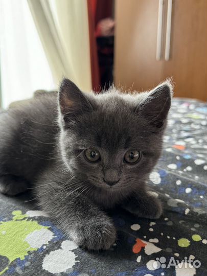 Шотландские котята