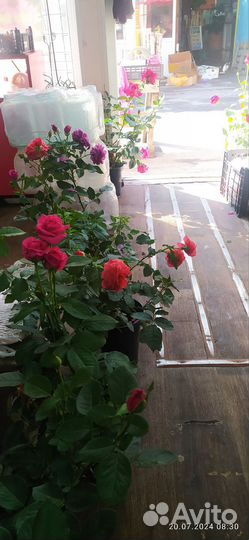 Кактусы, эхинантус,калы, алой вера