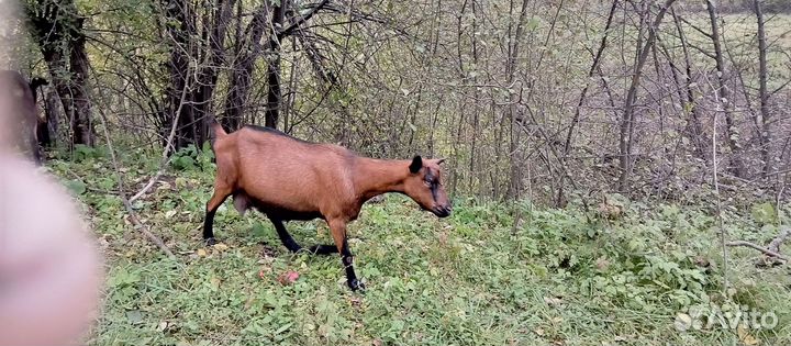 Козы козочки