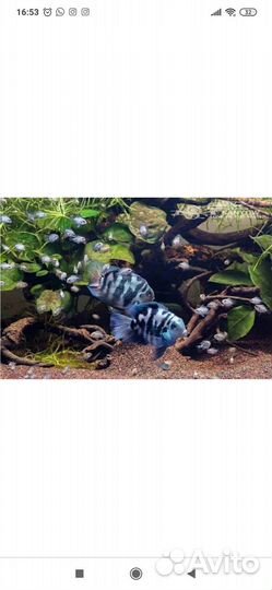 Аквариумные рыбки голубой попугай