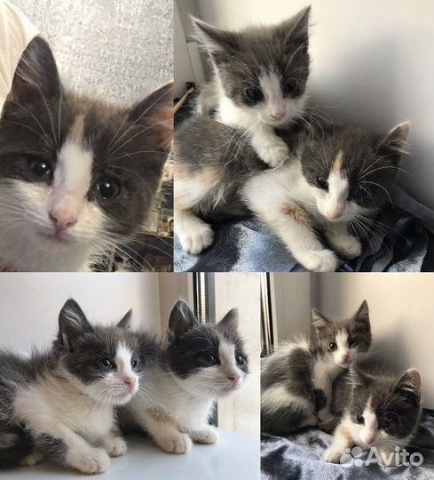 Котята в добрые руки бесплатно, нежные и умные