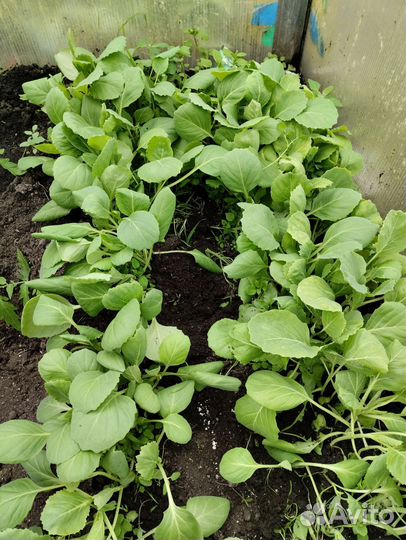 Рассада капусты