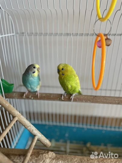 Волнистый попугай с клеткой