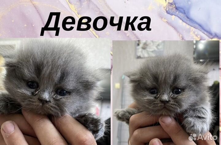 Британская кошка