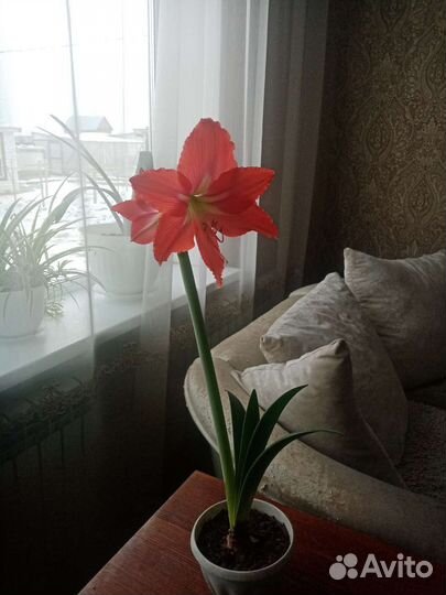 Гиппиаструм