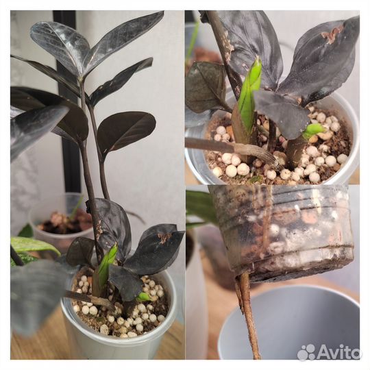 Комнатные цветы, замиокулькас зензи, равен, хойи