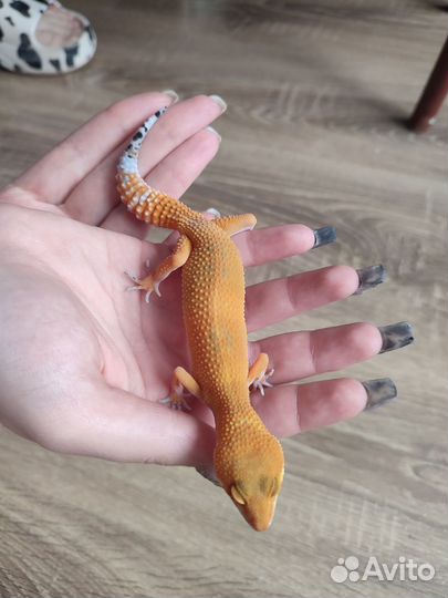 Геккон эублефар