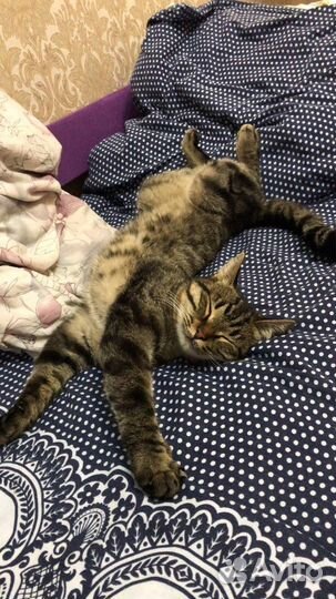 Ищем дом для прекрасного нежного котика