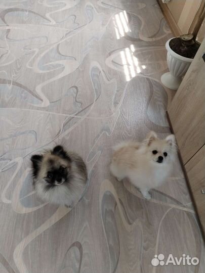Померанский шпиц девочка