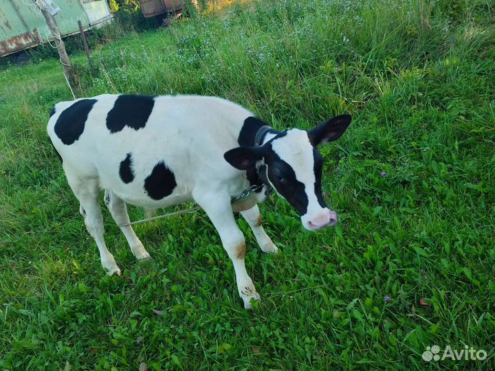 Телята бычки